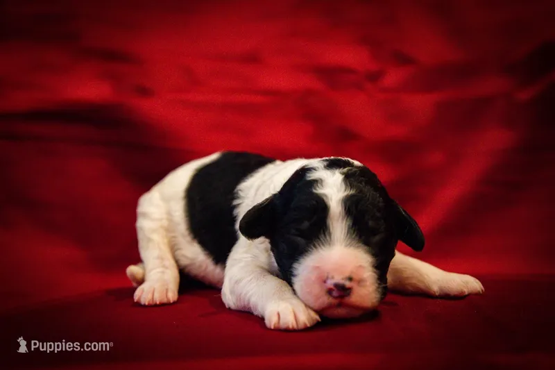 Pari, a male Goldendoodle for sale in Jonesboro, AR – Photo 1 of 9