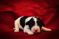 Pari, a male Goldendoodle for sale in Jonesboro, AR – Photo 1 of 9