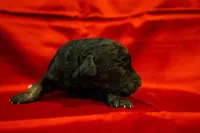 Pari, a male Goldendoodle for sale in Jonesboro, AR – Photo 8 of 9