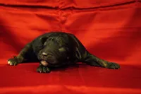 Pari, a male Goldendoodle for sale in Jonesboro, AR – Photo 5 of 9