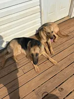 Dasha, a female German Shepherd Dog and Siberian Husky for sale in Royston, GA – 4 of 4