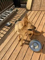 Dasha, a female German Shepherd Dog and Siberian Husky for sale in Royston, GA – 3 of 4