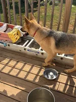 Dasha, a female German Shepherd Dog and Siberian Husky for sale in Royston, GA – 2 of 4