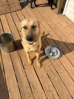 Dasha, a female German Shepherd Dog and Siberian Husky for sale in Royston, GA – 1 of 4