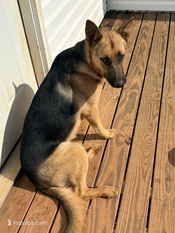 Sasquatch – German Shepherd Dog puppy for sale in Royston, GA