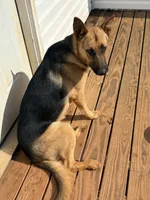 Sasquatch, a male German Shepherd Dog for sale in Royston, GA – 1 of 4
