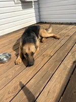 Sasquatch, a male German Shepherd Dog for sale in Royston, GA – 3 of 4