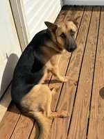 Sasquatch, a male German Shepherd Dog for sale in Royston, GA – 2 of 4