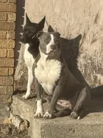 Ghost, a male American Bully for sale in Milwaukee, WI – 2 of 2