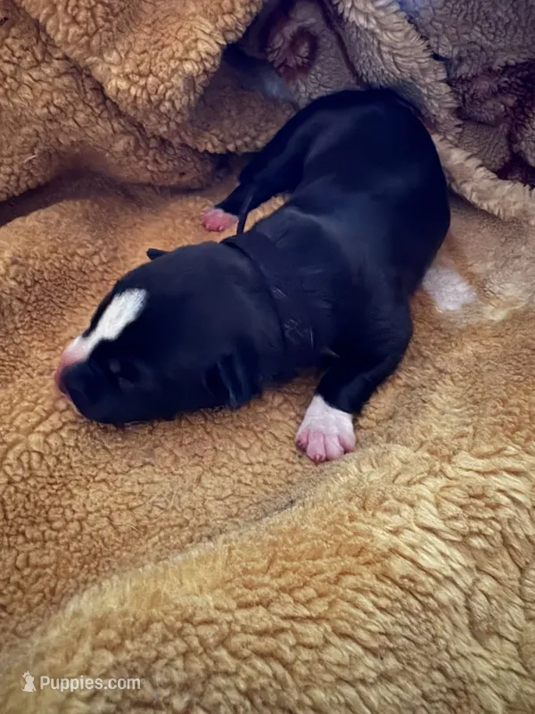 Ghost – American Bully puppy for sale in Milwaukee, WI