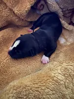 Ghost, a male American Bully for sale in Milwaukee, WI – 1 of 2