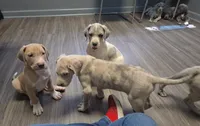 Macgyver, a male Great Dane for sale in Buena, NJ – 5 of 10