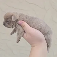 Lav brindle, a male Chihuahua for sale in Buena, NJ – Photo 2 of 6