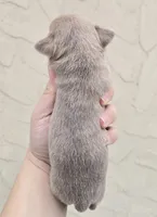 Lav brindle, a male Chihuahua for sale in Buena, NJ – Photo 3 of 6