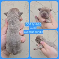 Lav brindle, a male Chihuahua for sale in Buena, NJ – Photo 6 of 6