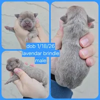 Lav brindle, a male Chihuahua for sale in Buena, NJ – Photo 5 of 6