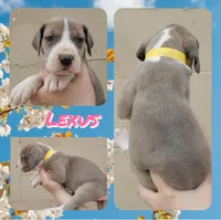 Lexus, a female Great Dane for sale in Buena, NJ – Photo 7 of 9