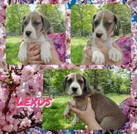 Lexus, a female Great Dane for sale in Buena, NJ – Photo 4 of 9