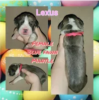 Lexus, a female Great Dane for sale in Buena, NJ – Photo 9 of 9