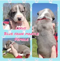 Lexus, a female Great Dane for sale in Buena, NJ – Photo 8 of 9