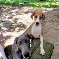 Lexus, a female Great Dane for sale in Buena, NJ – Photo 2 of 9