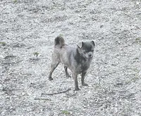 River, a male Chihuahua for sale in Buena, NJ – Photo 3 of 3