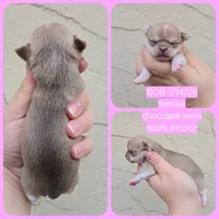 Choc sable f, a female Chihuahua for sale in Buena, NJ – Photo 8 of 10