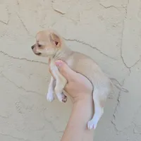 Choc sable f, a female Chihuahua for sale in Buena, NJ – Photo 2 of 10