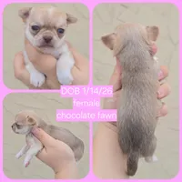 Choc sable f, a female Chihuahua for sale in Buena, NJ – Photo 5 of 10