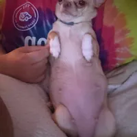 Choc sable f, a female Chihuahua for sale in Buena, NJ – Photo 10 of 10