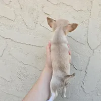 Choc sable f, a female Chihuahua for sale in Buena, NJ – Photo 3 of 10