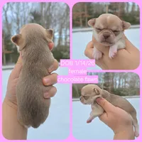 Choc sable f, a female Chihuahua for sale in Buena, NJ – Photo 6 of 10