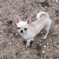 Choc sable f, a female Chihuahua for sale in Buena, NJ – Photo 9 of 10