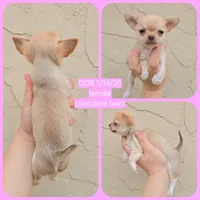 Choc sable f, a female Chihuahua for sale in Buena, NJ – Photo 4 of 10