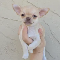 Choc sable f, a female Chihuahua for sale in Buena, NJ – Photo 1 of 10