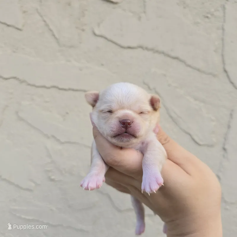 Tanner – Chihuahua puppy for sale in Buena, NJ