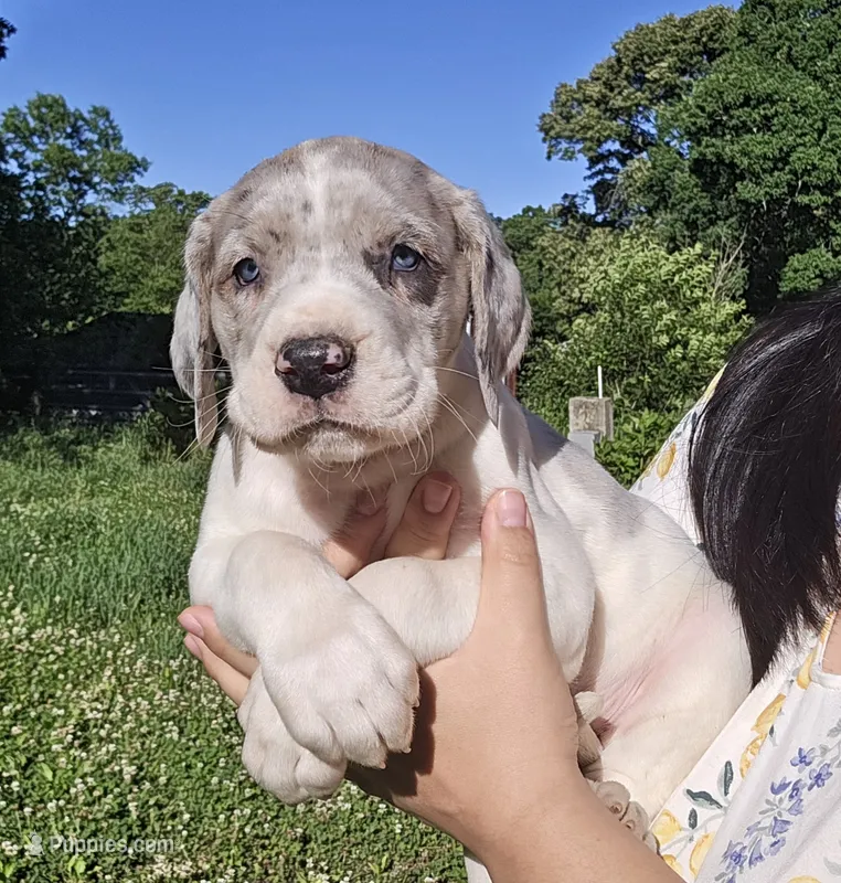 Macgyver – Great Dane puppy for sale in Buena, NJ