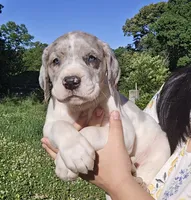 Macgyver, a male Great Dane for sale in Buena, NJ – 7 of 10