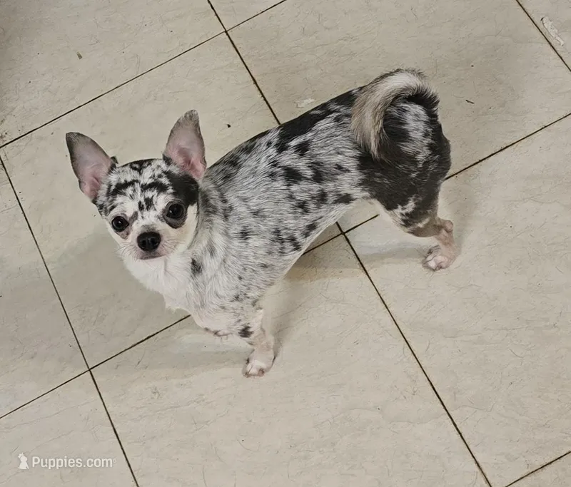 Expecting mid march – Chihuahua puppy for sale in Buena, NJ