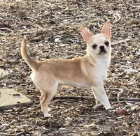 Expecting mid march, a  Chihuahua for sale in Buena, NJ – Photo 2 of 2