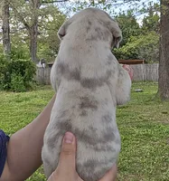 Bosco, a male Great Dane for sale in Buena, NJ – 3 of 5