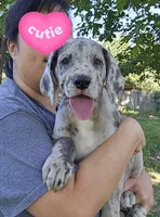 Scully, a female Great Dane for sale in Buena, NJ – 2 of 10