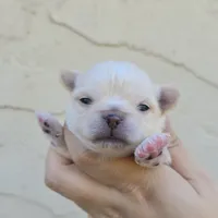 Fawn 1, a male Chihuahua for sale in Buena, NJ – 1 of 3