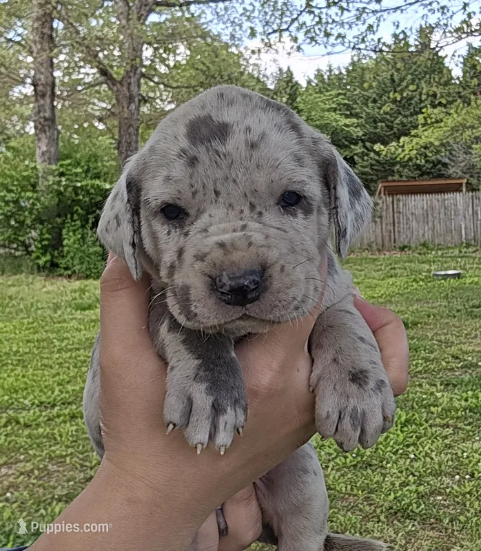 Lady Jaye – Great Dane puppy for sale in Buena, NJ