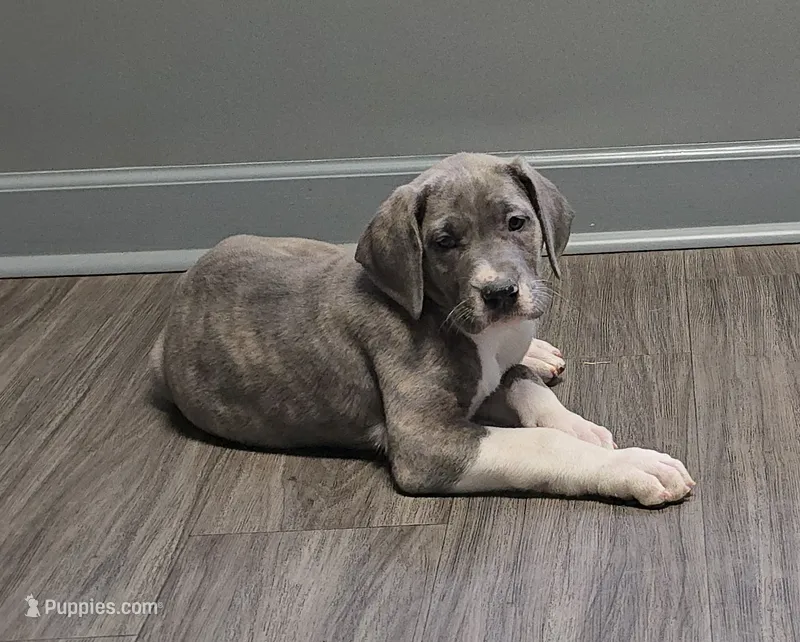 Buffy – Great Dane puppy for sale in Buena, NJ