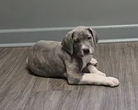 Buffy, a female Great Dane for sale in Buena, NJ – 6 of 10