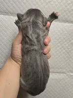 Blue 2, a male Great Dane for sale in Buena, NJ – Photo 3 of 4