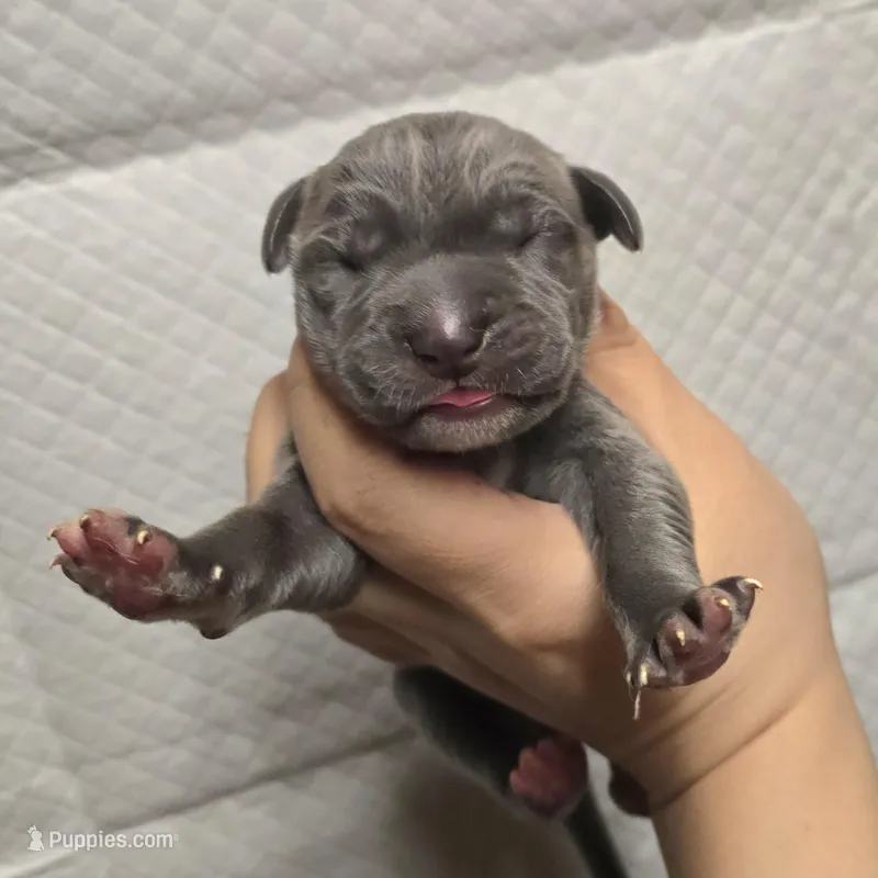 Blue 2 – Chihuahua puppy for sale in Buena, NJ