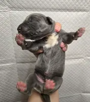 Blue 2, a male Great Dane for sale in Buena, NJ – Photo 4 of 4