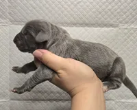 Blue 2, a male Great Dane for sale in Buena, NJ – Photo 2 of 4